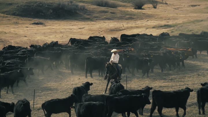 Cowboy herding cattle